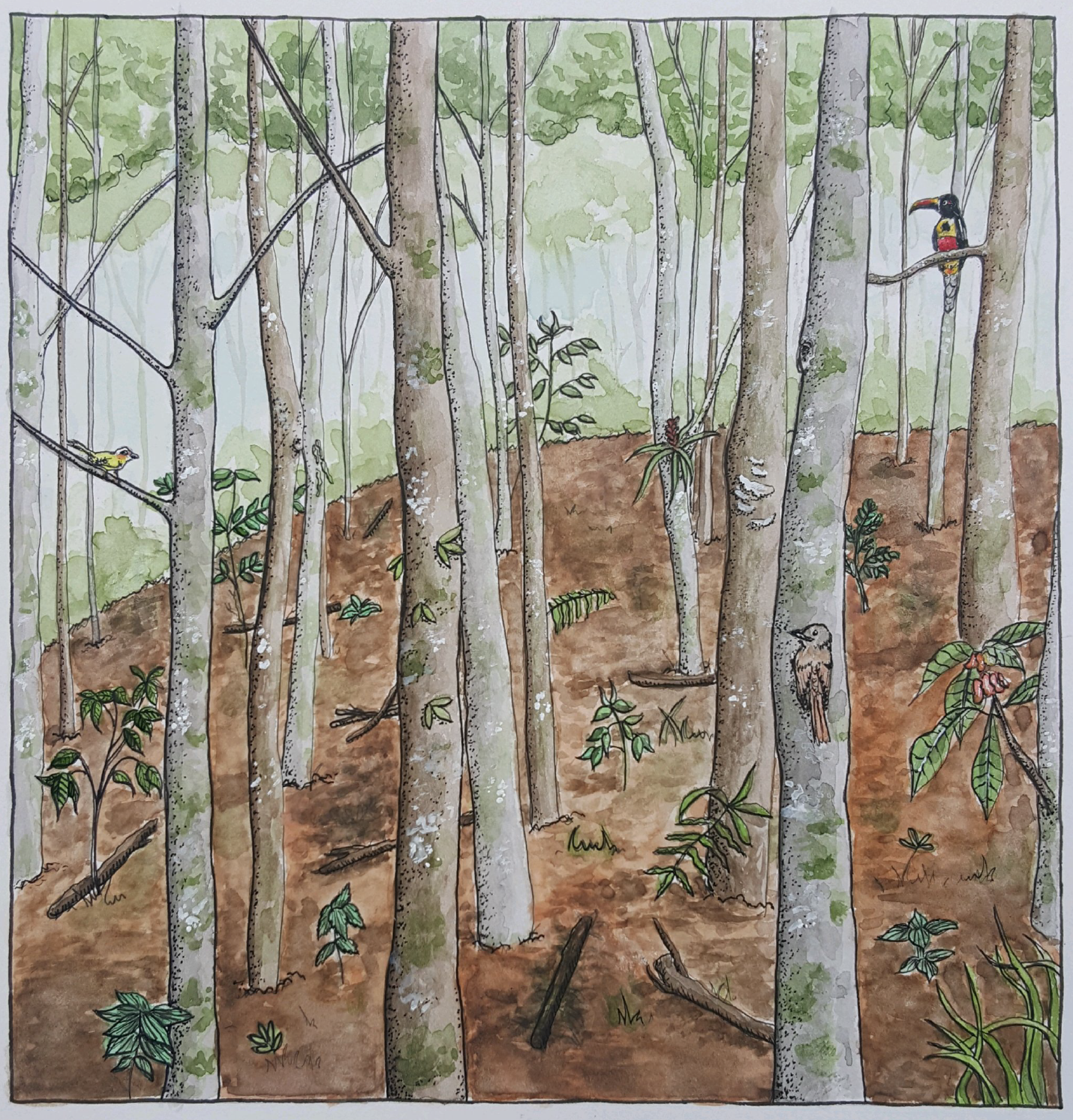 A drawing of animals in a reforested forest