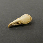 Sorex species- Shrew skull