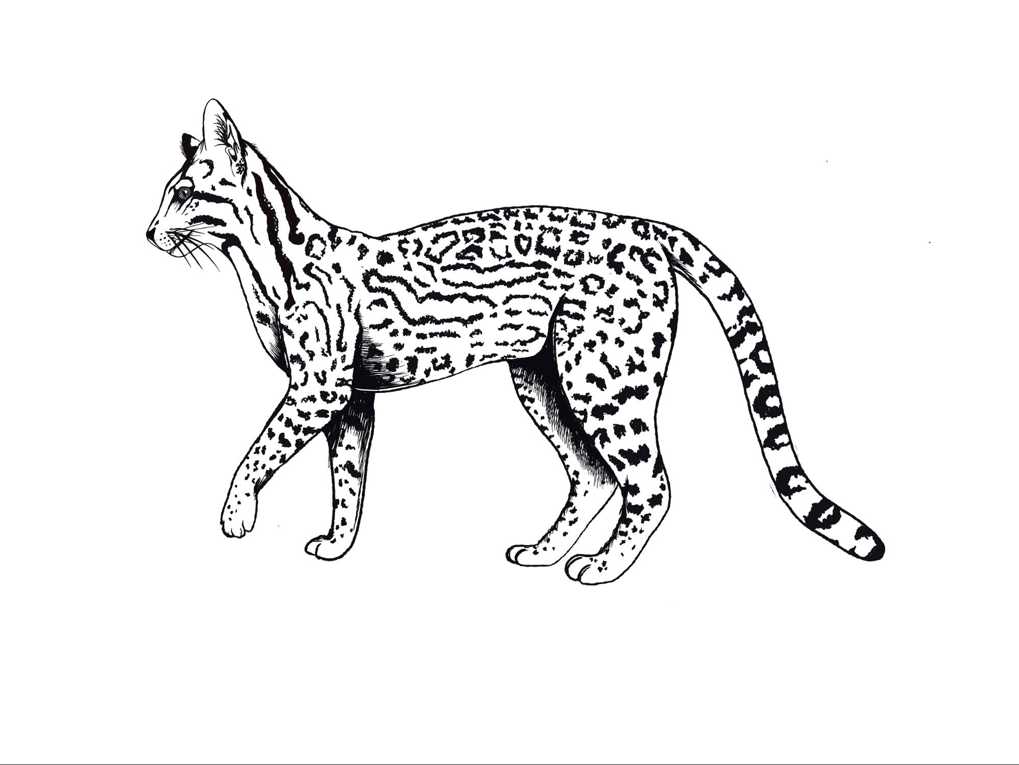 Leopardus pardalis
