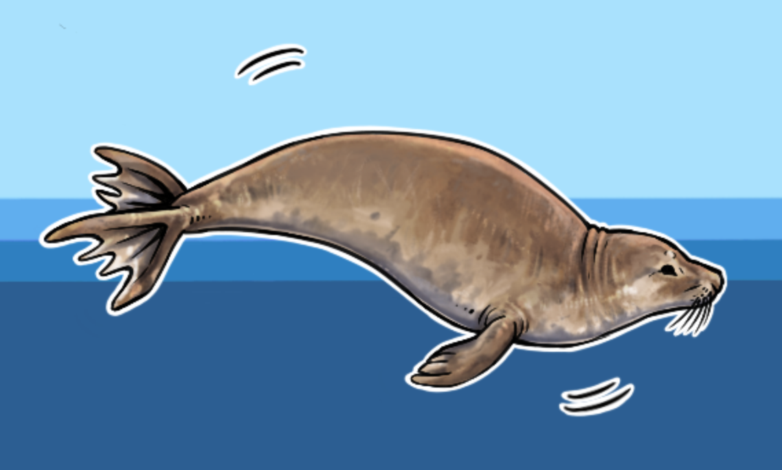 elephant seal drawing