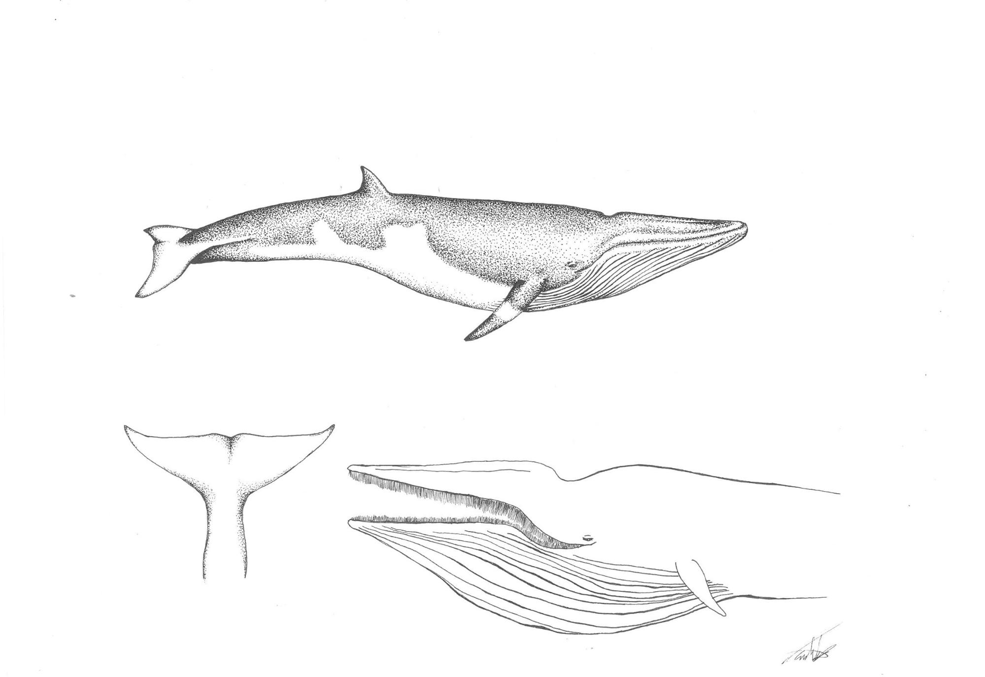 sketches of whales