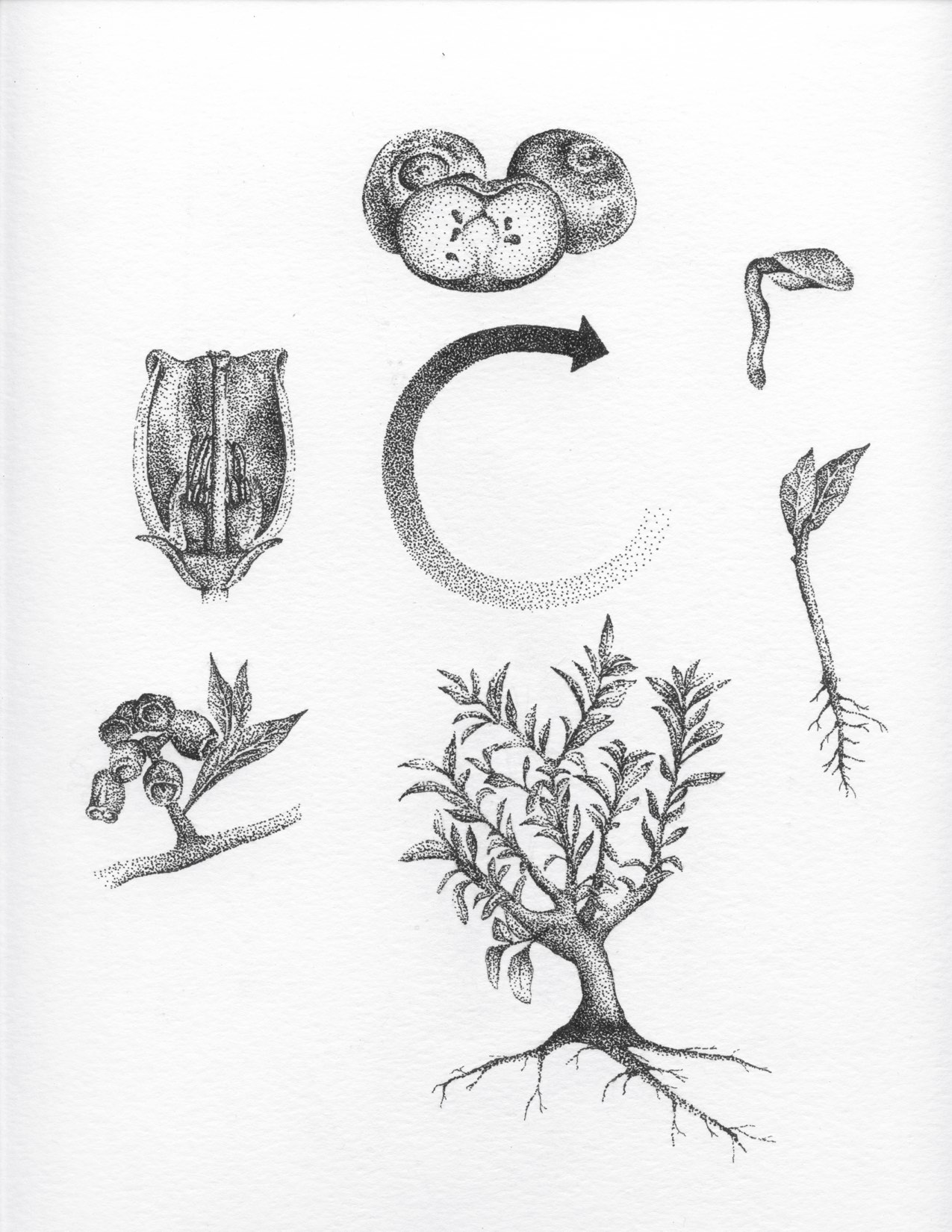 plant life cycle drawing