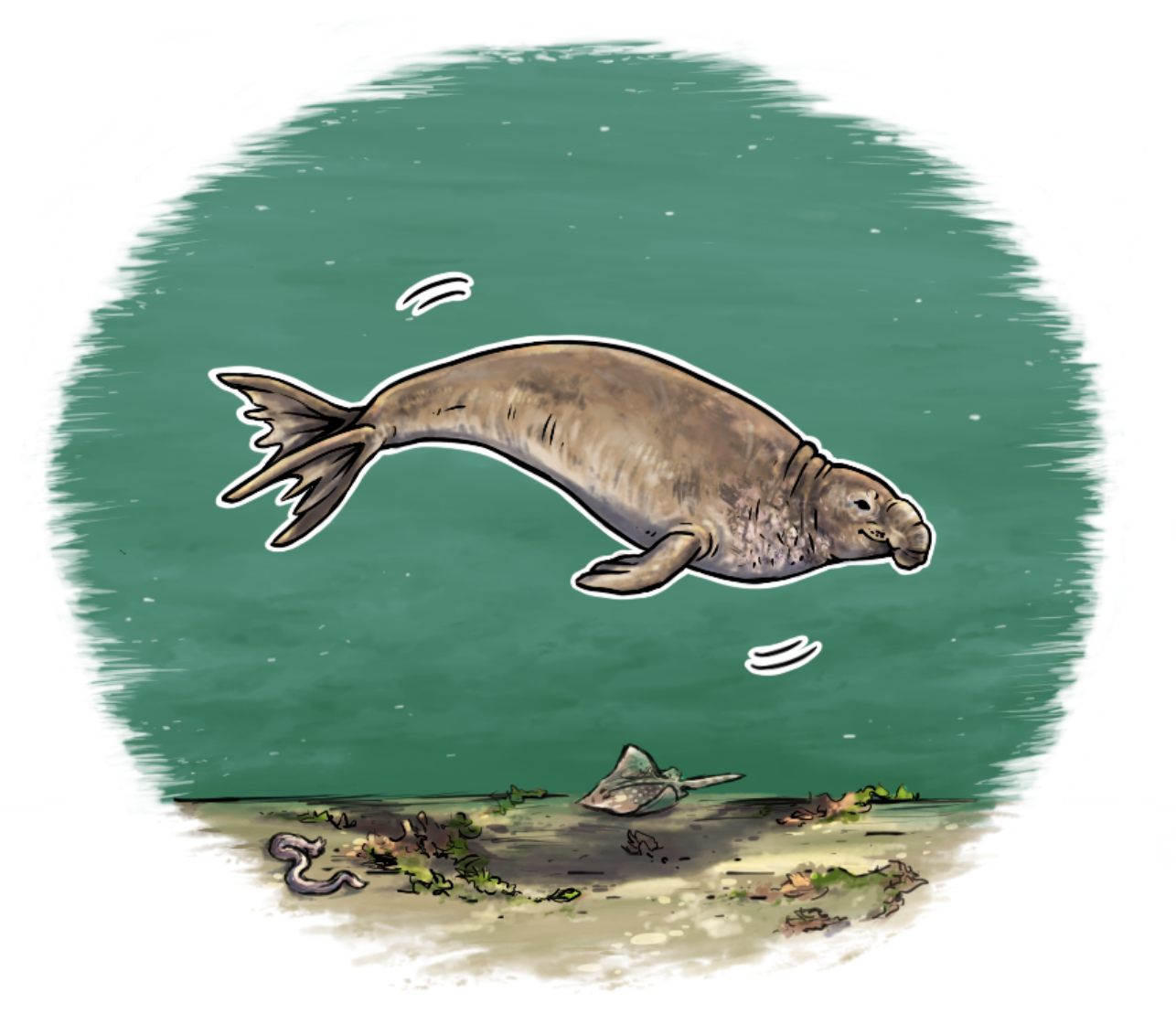 elephant seal drawing