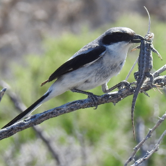 shrike with lizard