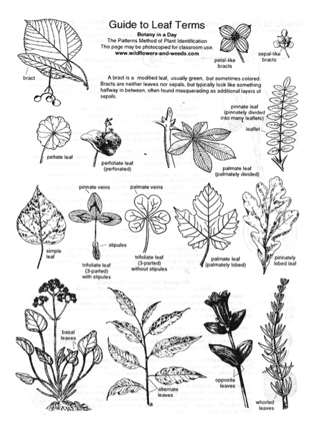 Guide to Leaf Terms
