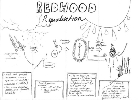 Redwood Timeline