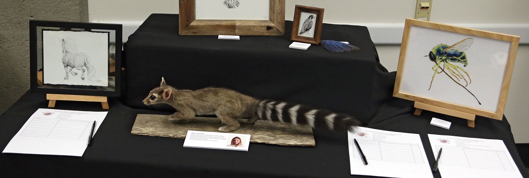 Norris Center Display including ringtail "cat"