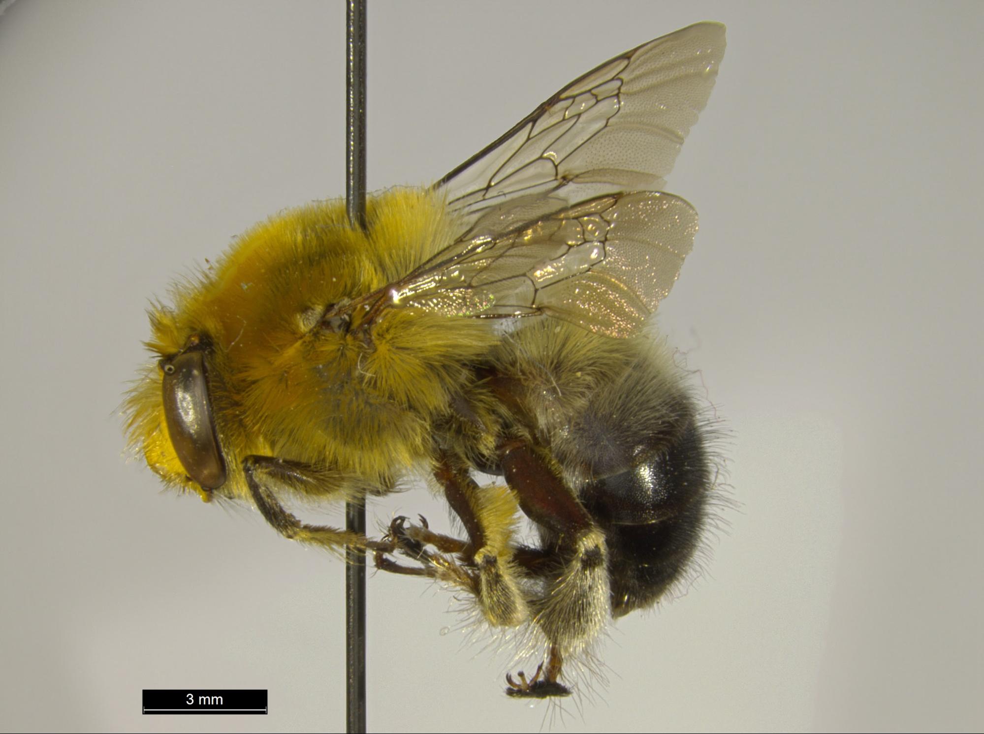 a bee