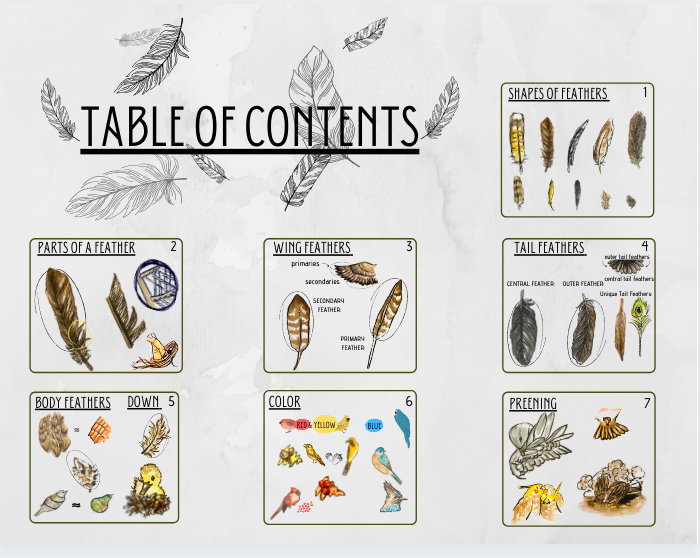 feather table of contents