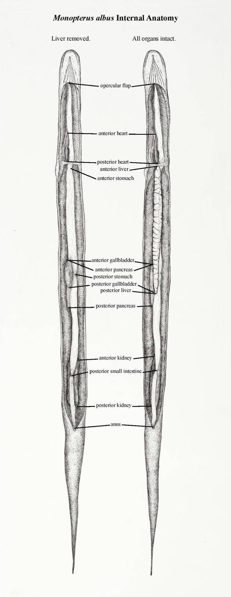 internal anatomy drawing
