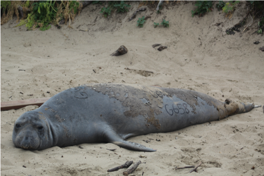 elephant seal with number