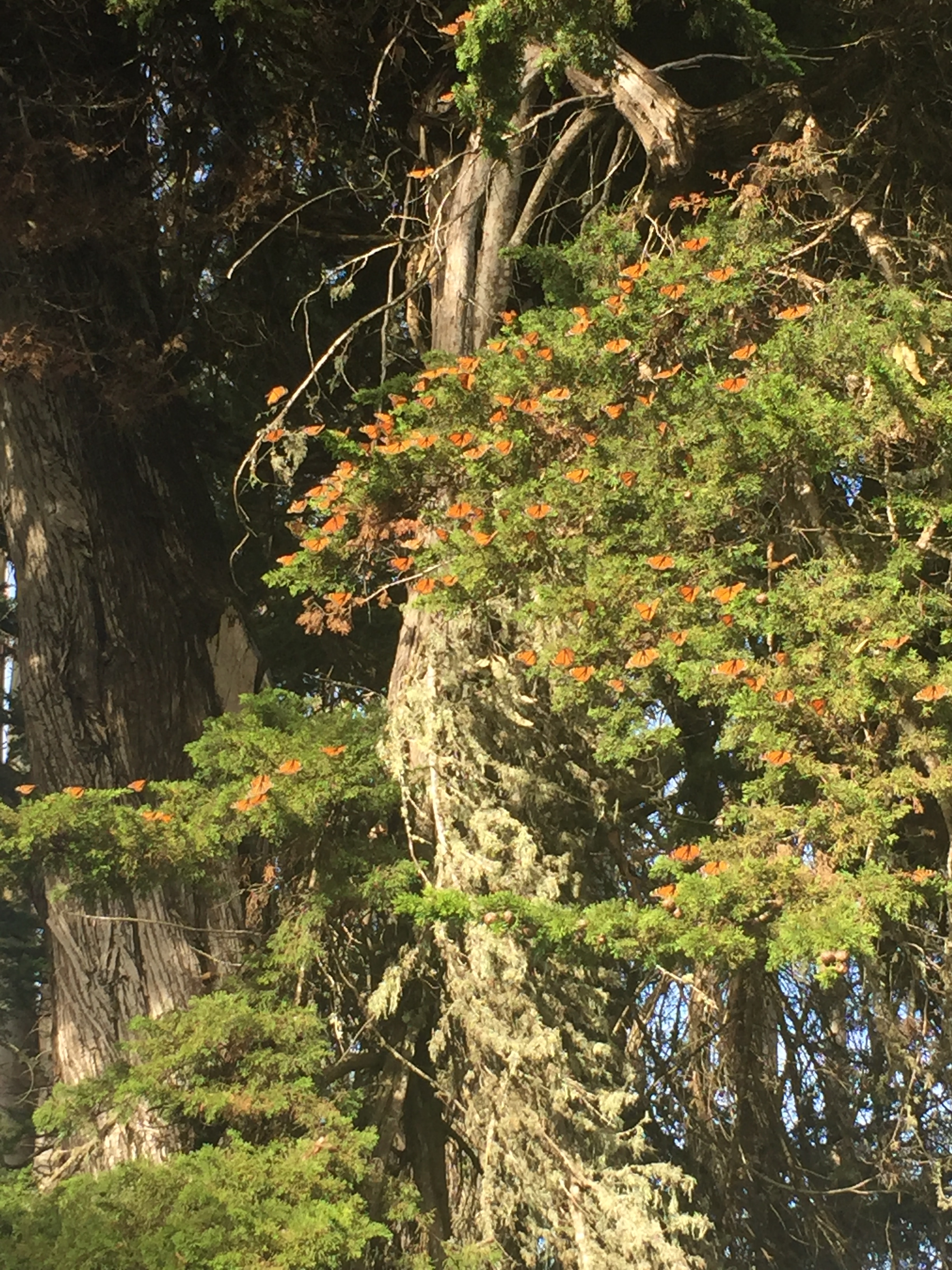 monarchs in a cypress tree