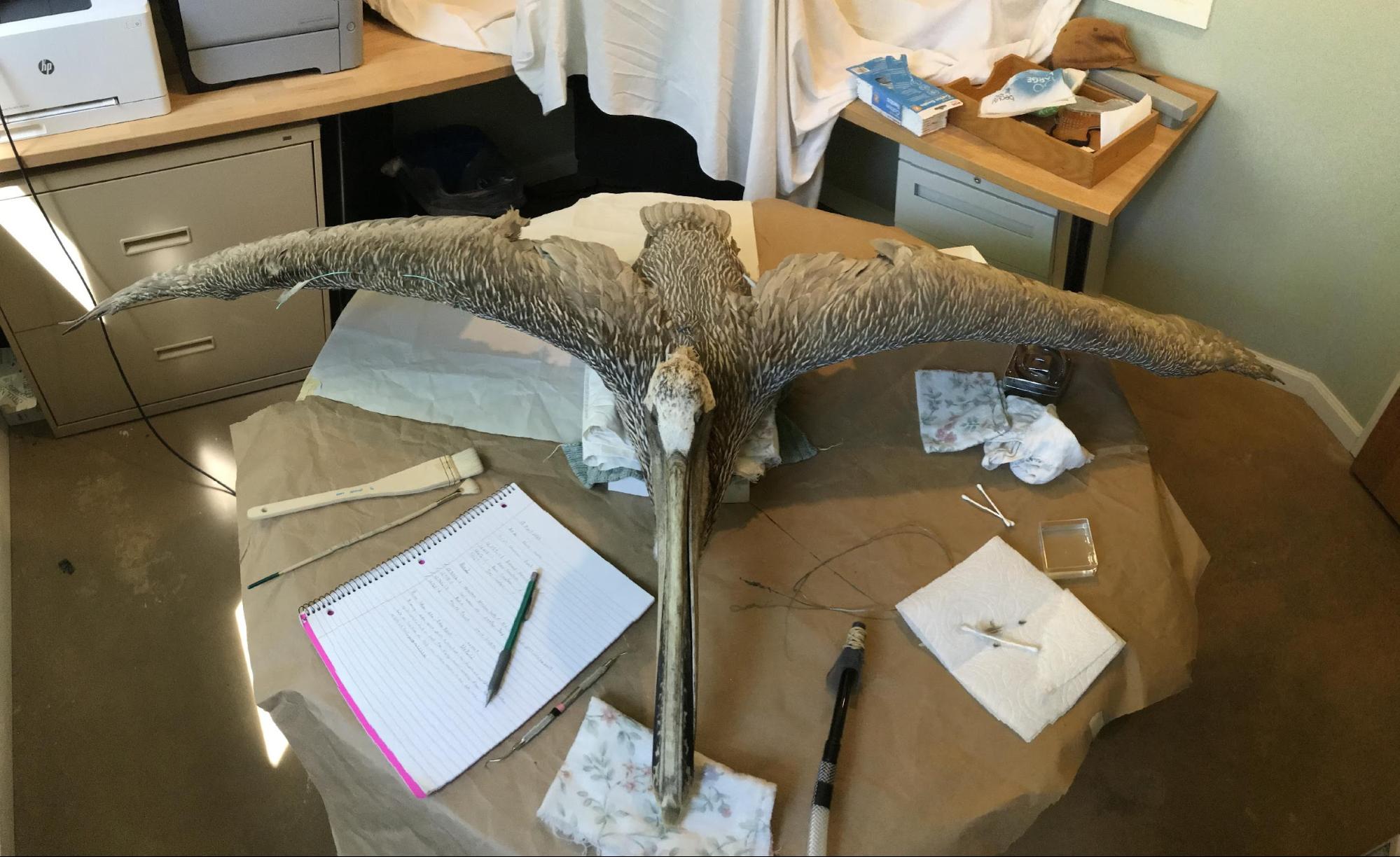 a pelican that is mounted