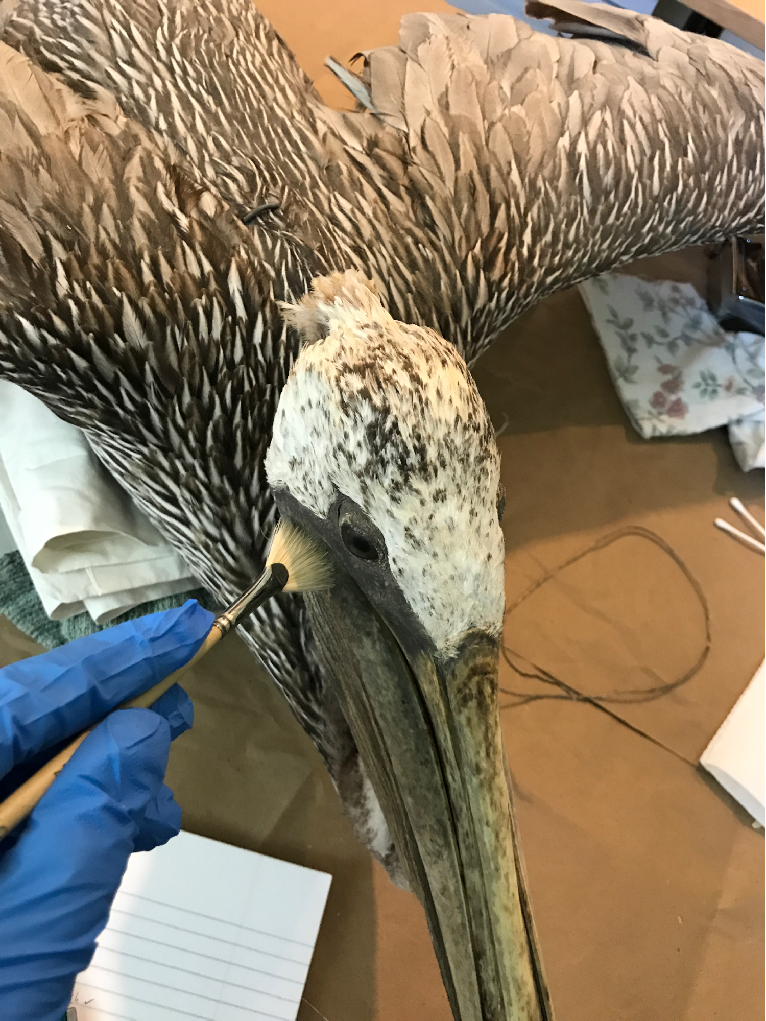 a pelican being painted