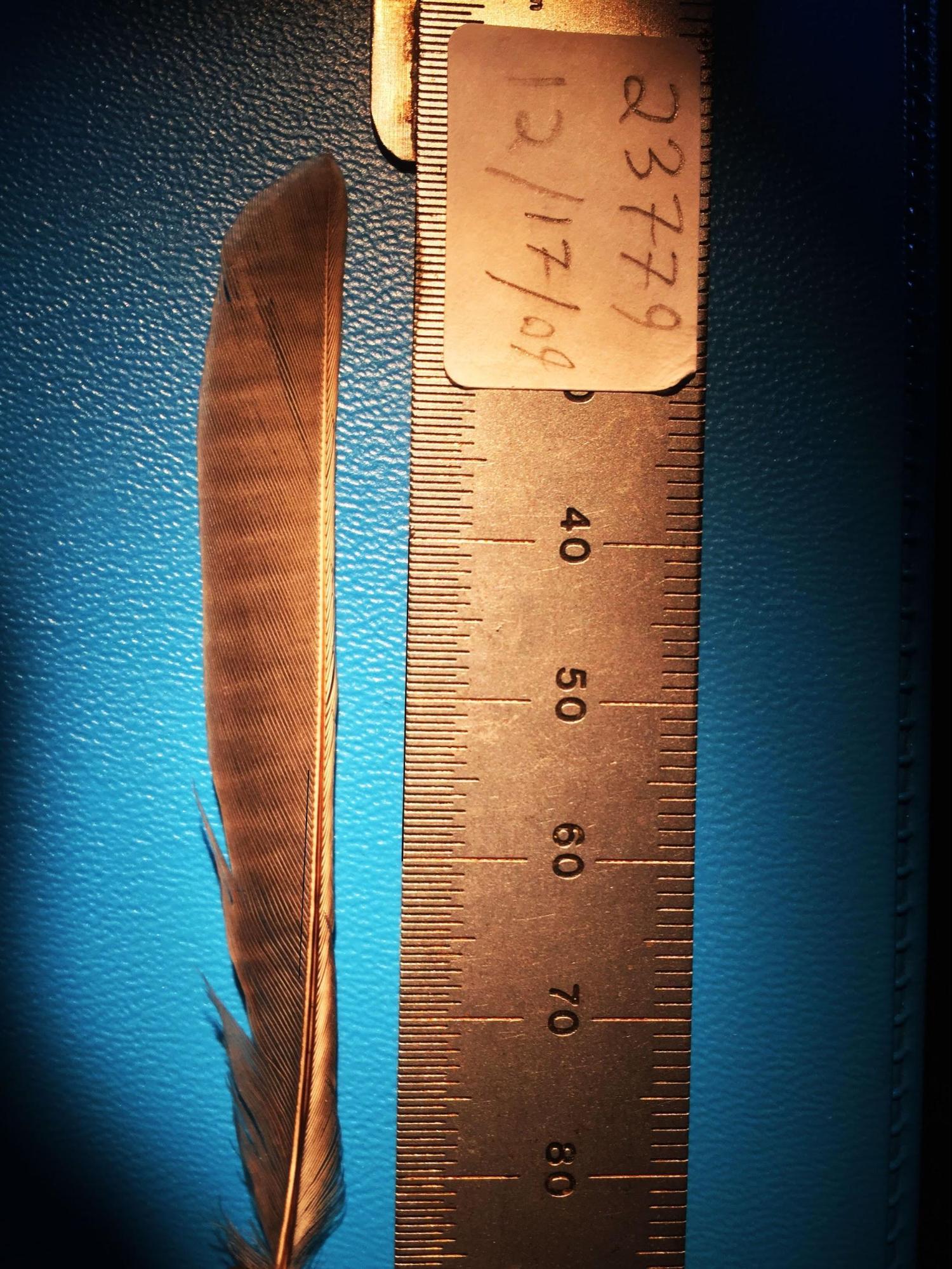 a banded feather being measured