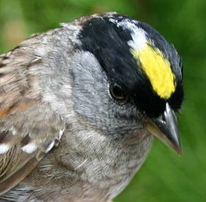 golden crowned sparrow head
